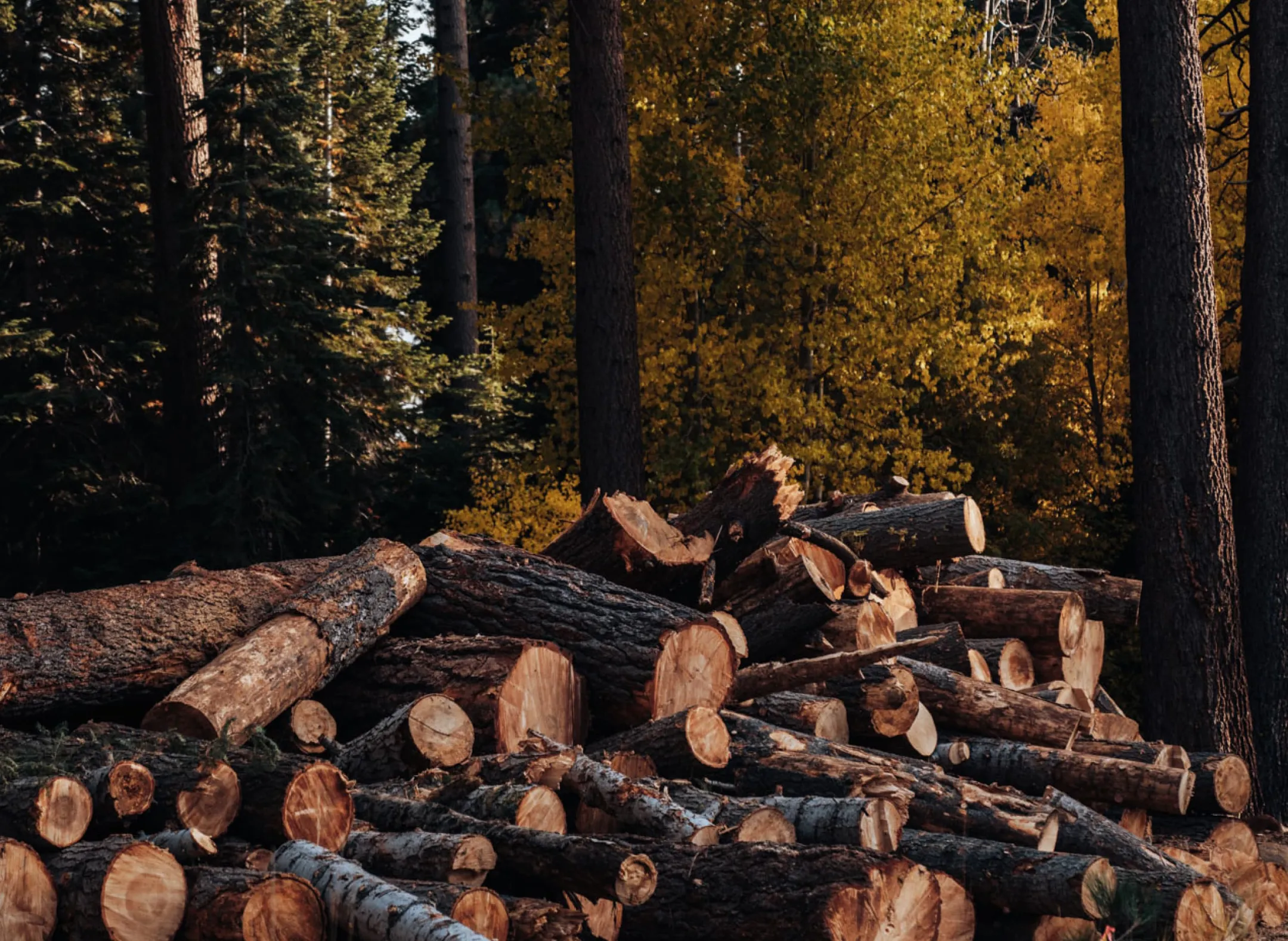 Wood Pile